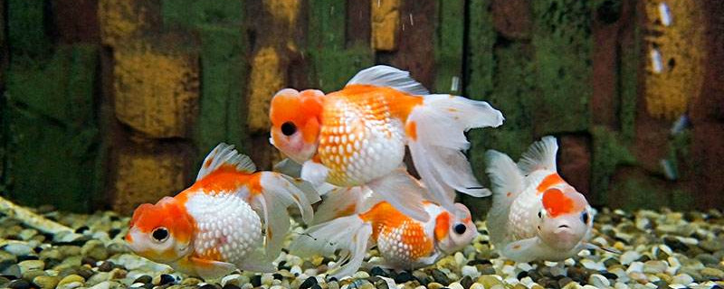 金魚身上發(fā)黑能恢復嗎