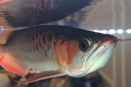 龍魚(yú)跳缸是什么原因