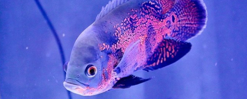 地圖魚水溫多少合適