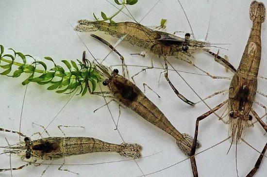河蝦喜歡吃什么食物