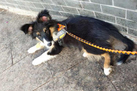 邊境牧羊犬如何訓(xùn)練