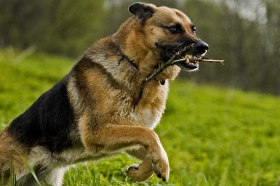 德國牧羊犬多大立耳