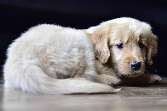 拉布拉多犬和金毛的區(qū)別