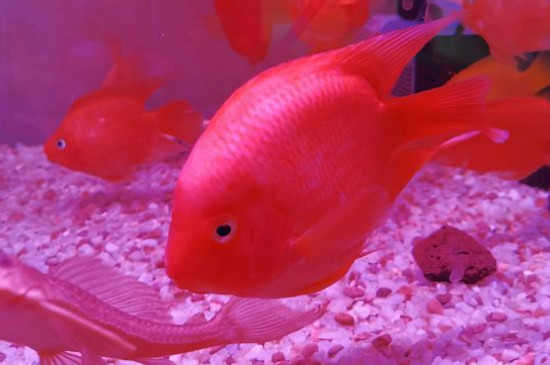 鸚鵡魚怎么養(yǎng)