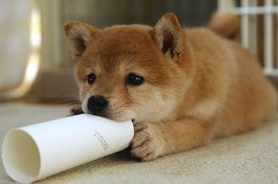秋田犬怎么訓(xùn)練它聽話