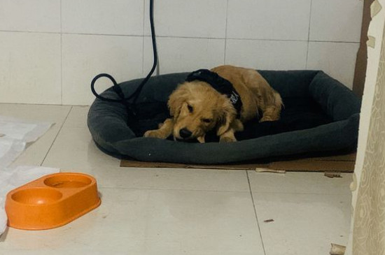 金毛犬性格怎么樣，關(guān)于金毛的脾氣特點(diǎn)介紹