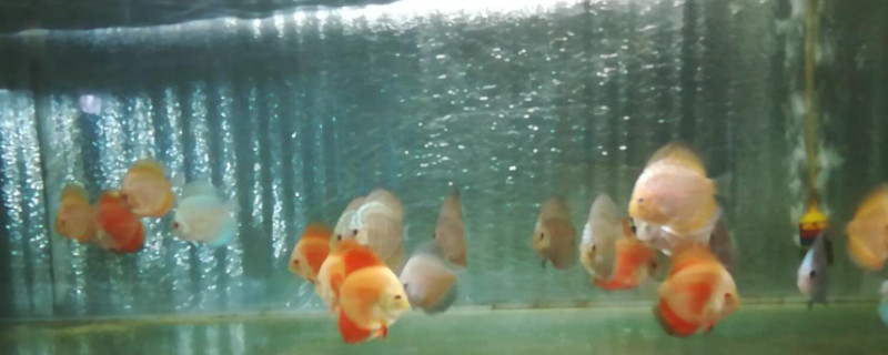七彩神仙魚為什么會(huì)變色
