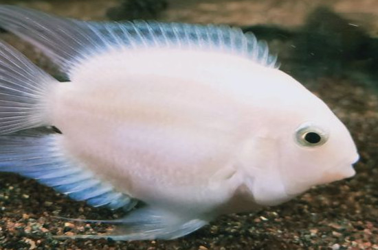 迷你鸚鵡魚下完卵就隔離嗎