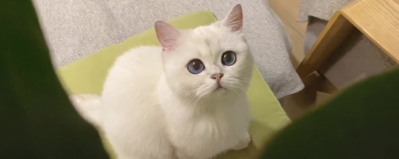 貓能吃人的益生菌嗎