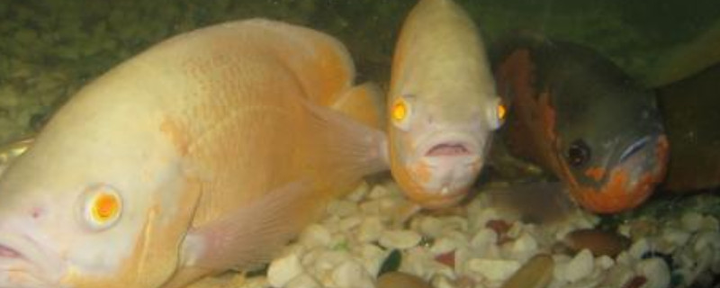地圖魚水溫高會(huì)生病嗎