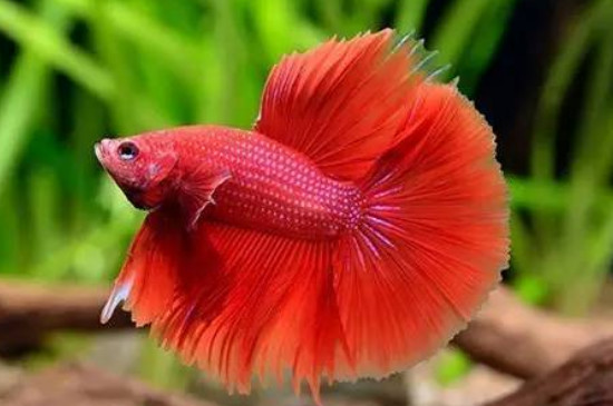 斗魚水質(zhì)要求