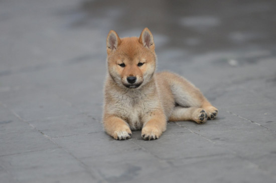 柴犬幾個月開始認(rèn)主