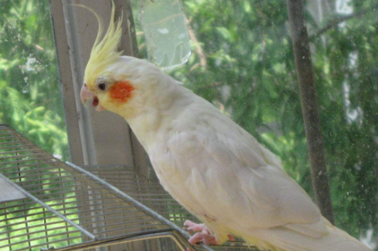 玄鳳鸚鵡多大不用保溫
