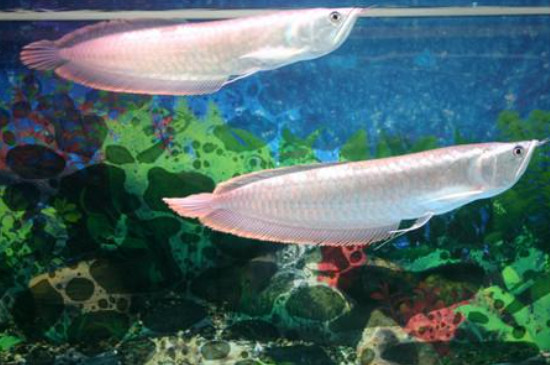 銀龍魚眼睛外面有白膜怎么辦