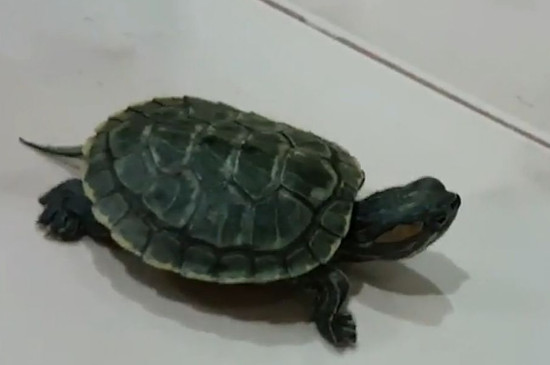 巴西龜如何分公母
