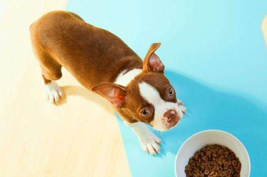法斗犬的飼養(yǎng)方法