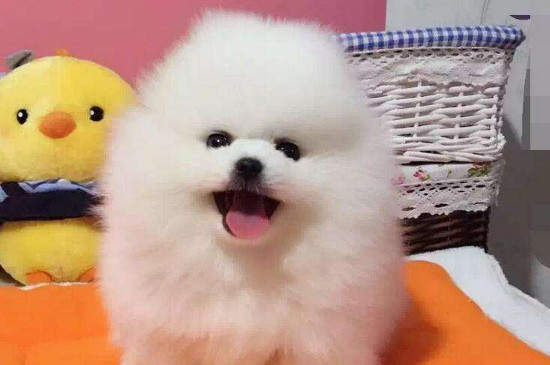 俊介犬和博美的區(qū)別，俊介狗品種是英系博美