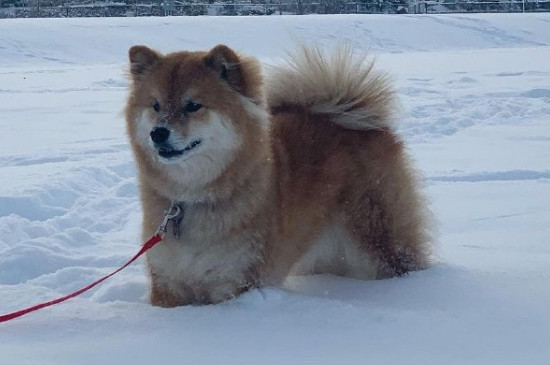 如何整治柴犬的犟脾氣
