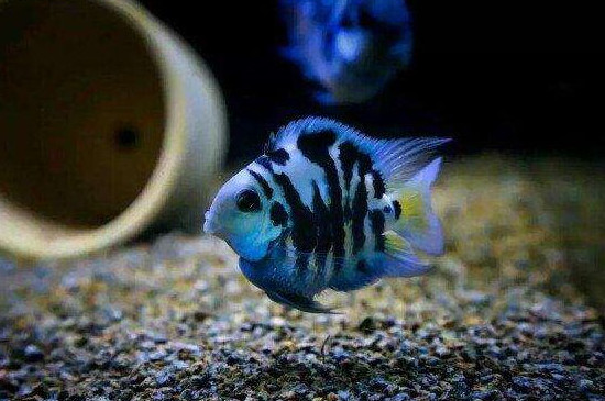 迷你鸚鵡魚下完卵就隔離嗎