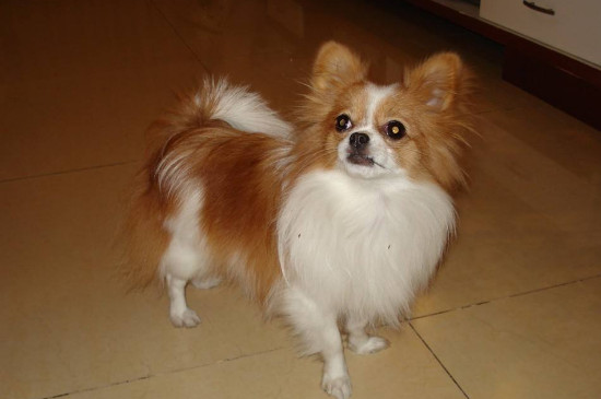 蝴蝶犬優(yōu)缺點分析