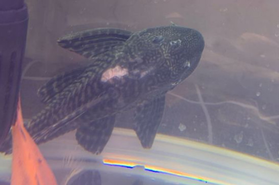 清道夫魚(yú)為什么曬不死