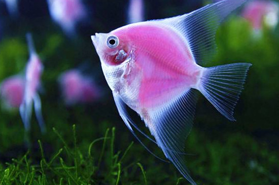 神仙魚吃觀賞蝦怎么辦