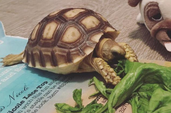 蘇卡達拉稀怎么辦
