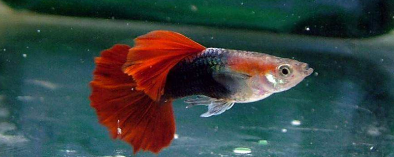 怎樣繁殖雙分水孔雀魚