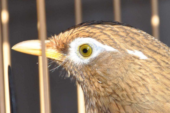 畫眉鳥飼養(yǎng)禁忌