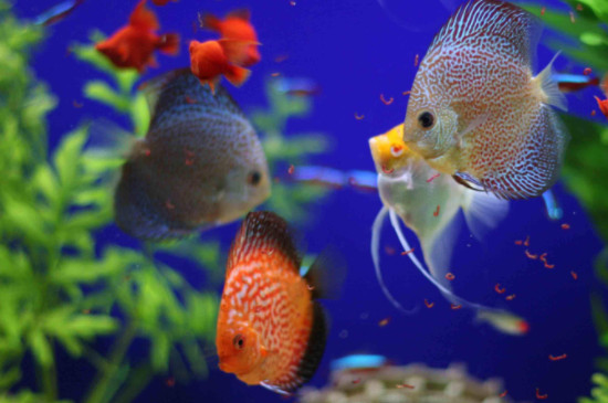 七彩神仙魚不吃食身體發(fā)黑什么原因