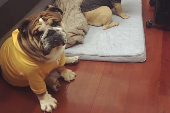 英國斗牛犬為什么禁養(yǎng)