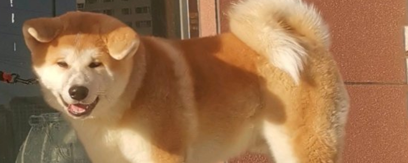 秋田犬為什么禁養(yǎng)