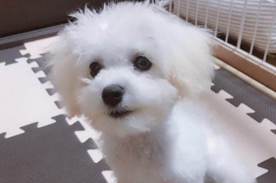 早中晚期狗瘟的治療方法，治療犬瘟熱成功的經(jīng)驗(yàn)