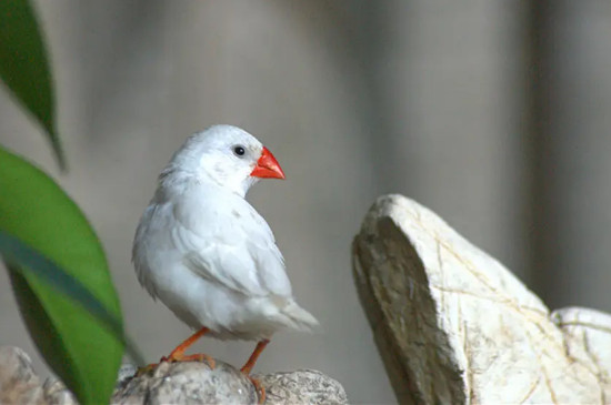 白文鳥的養(yǎng)殖方法和繁殖