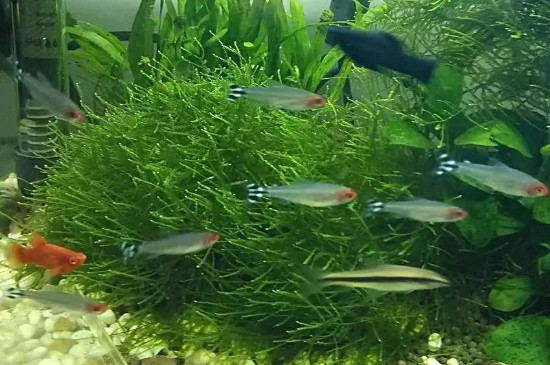金魚吃什么食物