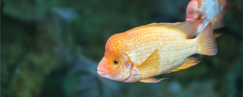 鸚鵡魚變白怎么回事