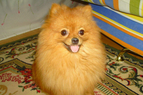 哈多利系博美犬多少錢一只，純種哈系博美什么價位