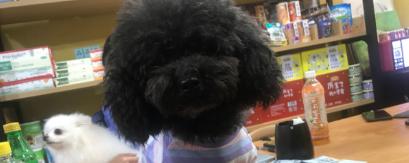 泰迪狗狗能吃草莓嗎