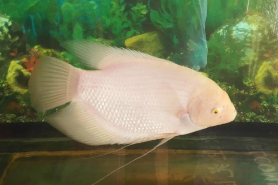 魚(yú)缸養(yǎng)魚(yú)的方法和技巧