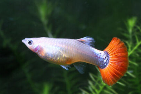 養(yǎng)孔雀魚(yú)的技巧