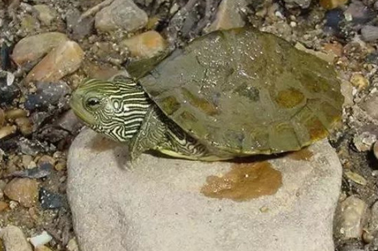地圖龜吃什么食物