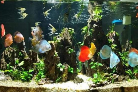 七彩神仙魚不愛游動怎么回事