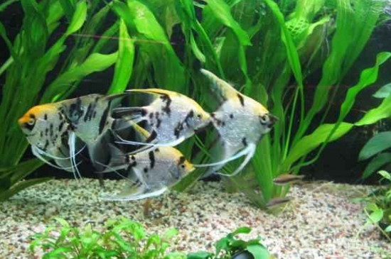 神仙魚(yú)為什么老是打架