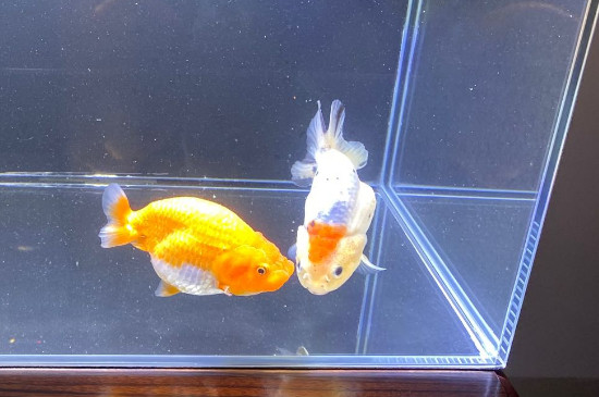 金魚(yú)幾天喂一次食