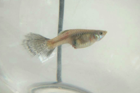 孔雀魚(yú)吃自己的小魚(yú)嗎