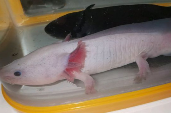 六角龍魚怎么分公母