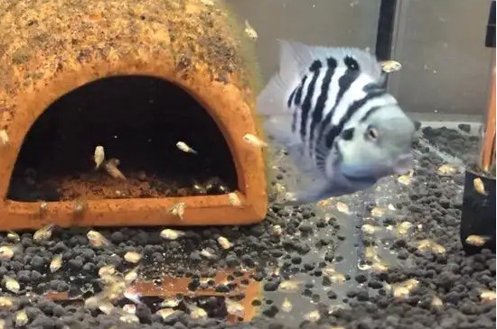 迷你鸚鵡魚怎么算起飛