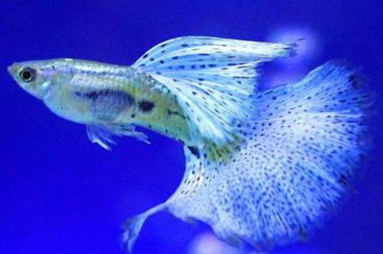 孔雀魚吃蝦嗎