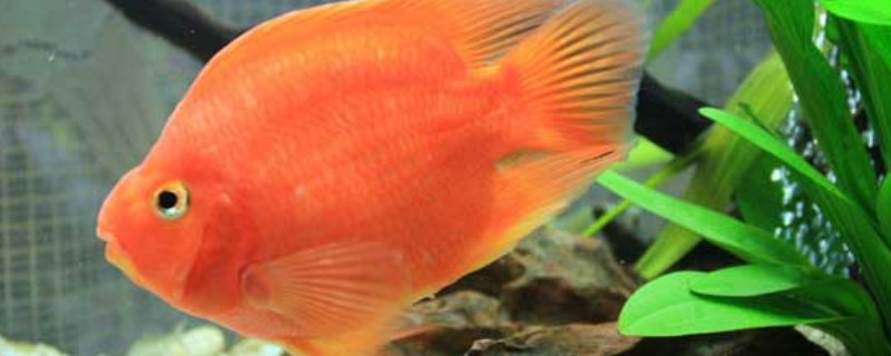 鸚鵡魚多久換水一次最佳