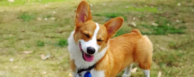 柯基屬于小型犬還是中型犬